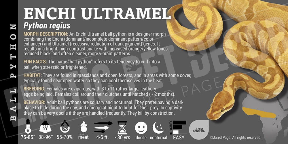 Python regius 'Ball' Python