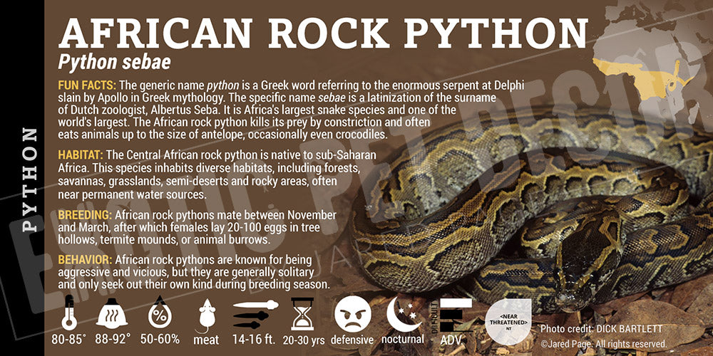 Python sebae 'African Rock' Python
