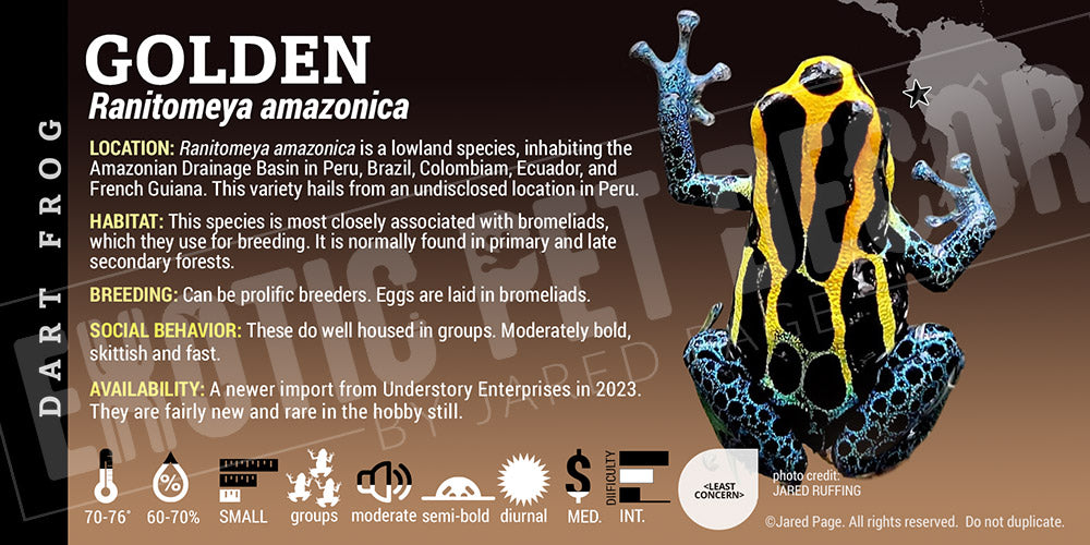 rare golden cards Ranitomeya amazonica 'Golden' dart frog Cards and Enclosure Labels – Exotic Pet Decor