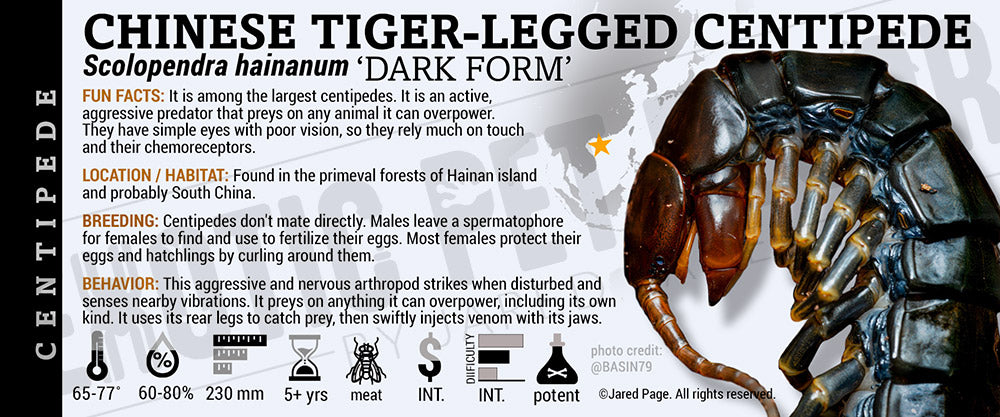 Scolopendra hainanum 'Chinese Tiger Legged' Centipede
