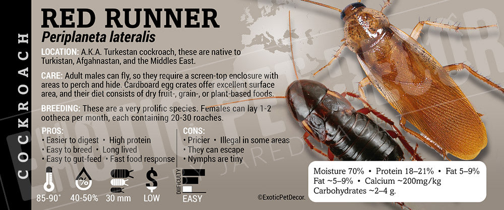 Periplaneta (Shelfordella) lateralis 'Red Runner' Roach