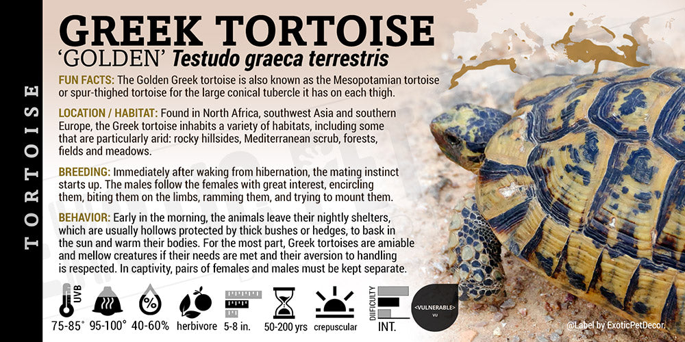 Testudo graeca terrestris 'Greek Golden' Tortoise Cards and