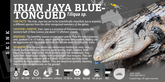 Tiliqua sp 'Irian Jaya Blue Tongue' Skink