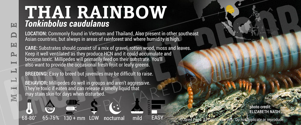 Tonkinbolus caudulanus 'Thai rainbow' Millipede label