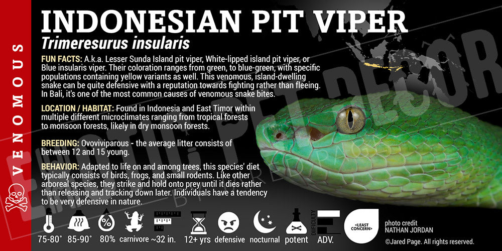 Trimeresurus insularis 'Indonesian Pit Viper'