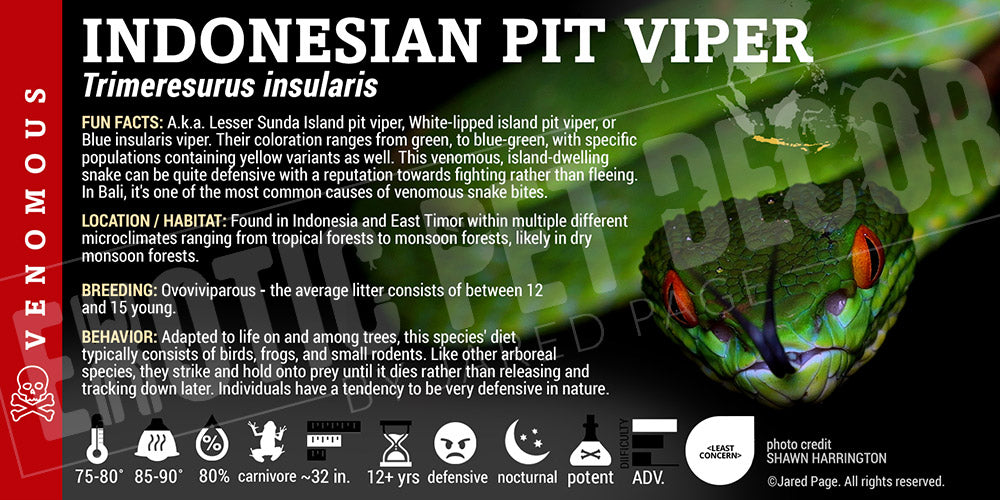 Trimeresurus insularis 'Indonesian Pit Viper'