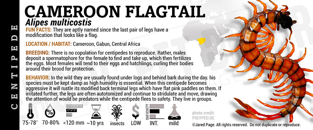 Alipes multicostis 'Cameroon Flagtail' Centipede