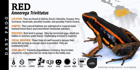 Ameerega trivittatus 'Red' Dart Frog Label