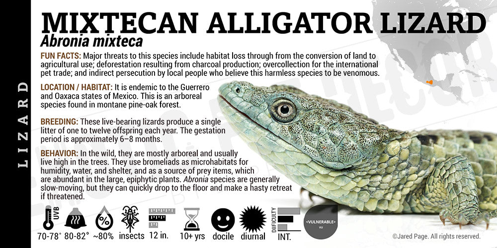 Abronia mixteca 'Mixtecan Arboreal Alligator' Lizard