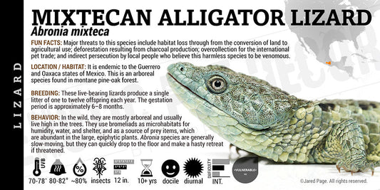 Abronia mixteca 'Mixtecan Arboreal Alligator' Lizard