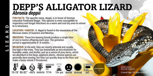 Abronia deppii 'Depp's Arboreal Alligator' Lizard