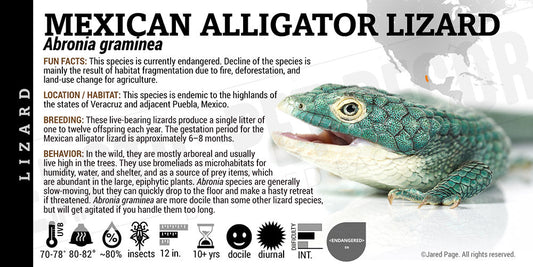 Abronia graminea 'Mexican Alligator' Lizard