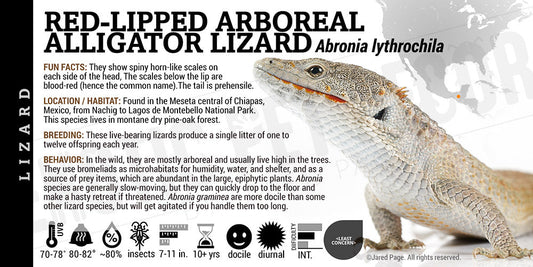 Abronia lythrochila 'Red Lipped Alligator' Lizard