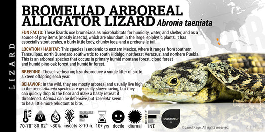 Abronia taeniata 'Bromeliad Arboreal Alligator' Lizard