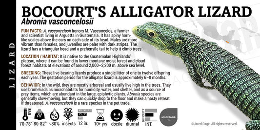 Abronia vasconcelosii 'Bocourt's Alligator' Lizard