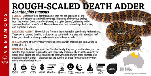Acanthophis rugosus 'Rough Scaled Death' Adder