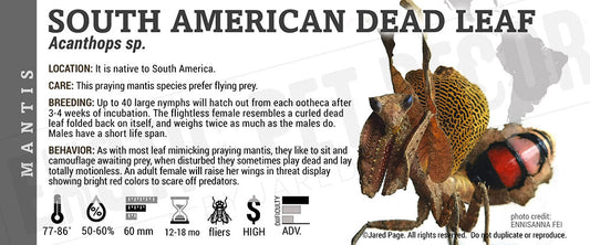Acanthops sp. 'South American Dead Leaf' Mantis