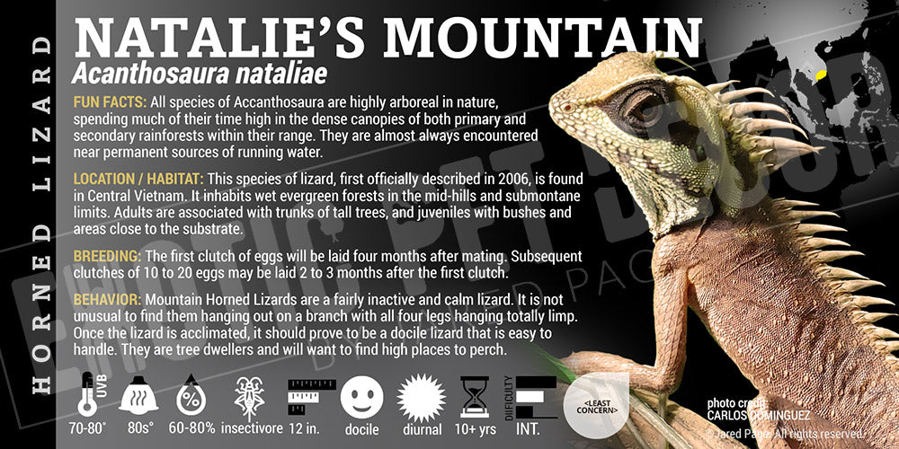 Acanthosaura nataliae 'Mountain Horned' Lizard