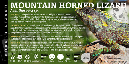 Acanthosaura sp 'Mountain Horned' Lizard