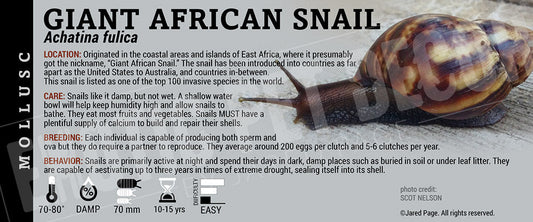 Achatina fulica 'Giant African' Snail