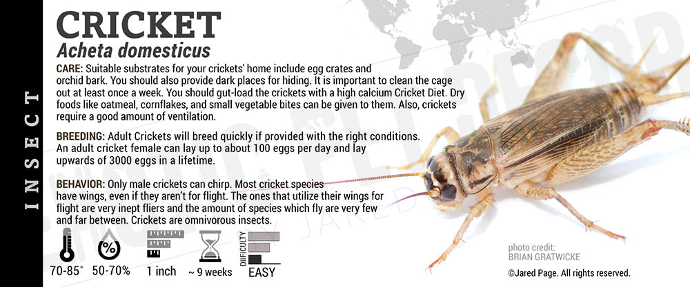 Acheta domesticus Cricket