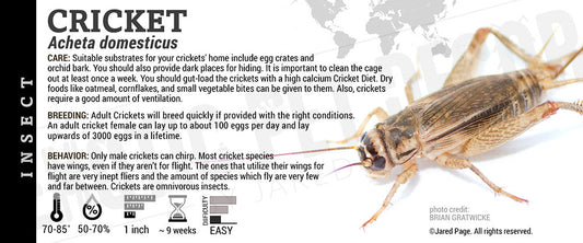 Acheta domesticus Cricket