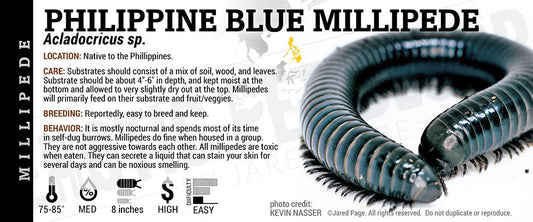 Acladocricus sp. 'Philippine Giant Blue' Millipede