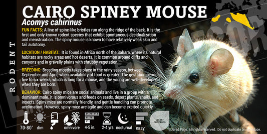 Acomys cahirinus 'Cairo Spiney Mouse'
