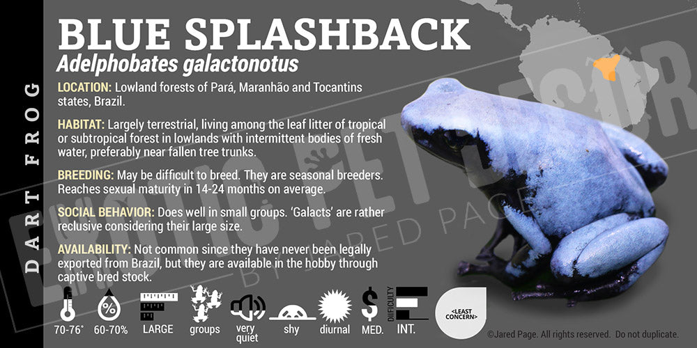 Adelphobates galactonotus 'Blue' Dart Frog Label