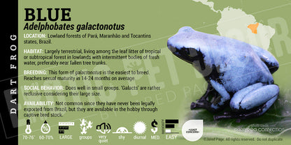 Adelphobates galactonotus 'Blue' Dart Frog Label