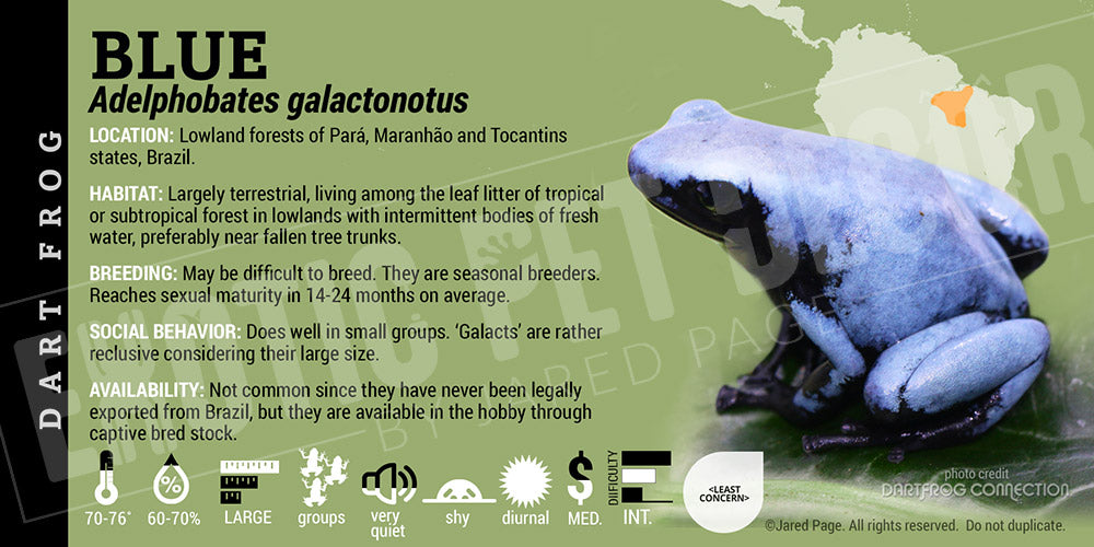 Adelphobates galactonotus 'Blue' Dart Frog Label