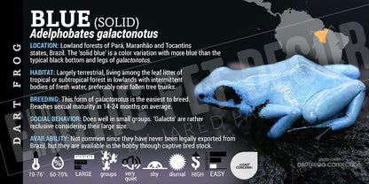Adelphobates galactonotus 'Blue' Dart Frog Label