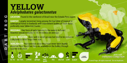 Adelphobates galactonotus 'Yellow' Dart Frog Label