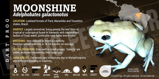 Adelphobates galactonotus 'Moonshine' Dart Frog Label
