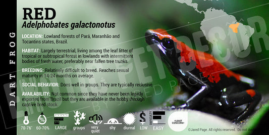 Adelphobates galactonotus 'Red' Dart Frog Label