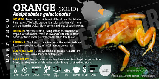 Adelphobates galactonotus 'Orange' Dart Frog Label