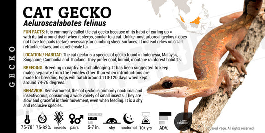 Aeluroscalabotes felinus 'Cat' Gecko