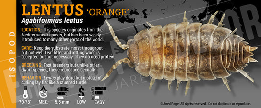 Agabiformius lentus 'Orange' isopod