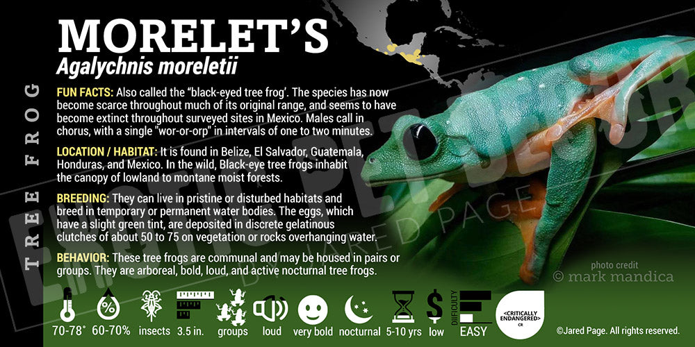 Agalychnis moreletii 'Morelet's Tree Frog'