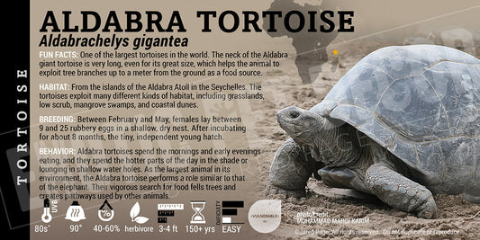Aldabrachelys gigantea 'Aldabra' Tortoise