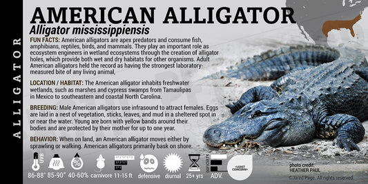 Alligator mississippiensis 'American' Alligator