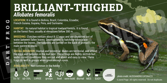 Allobates femoralis 'Brilliant Thighed' Dart Frog Label