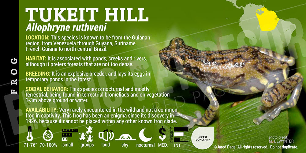 Allophryne ruthveni 'Tukeit Hill Frog'