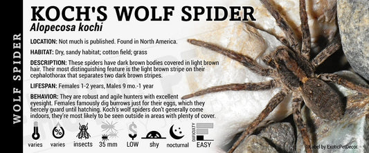 Alopecosa kochi 'Wolf' Spider