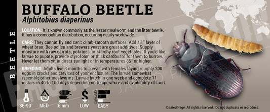 Alphitobius diaperinus 'Buffalo' Beetle