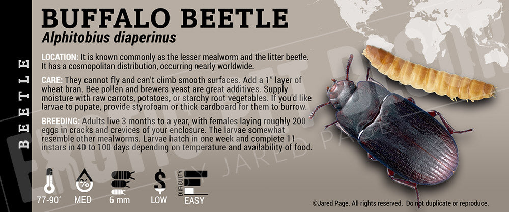 Alphitobius diaperinus 'Buffalo' Beetle