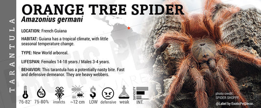 Amazonius germani 'Orange Tree Spider' Tarantula