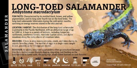 Ambystoma macrodactylum 'Long Toed Salamander'