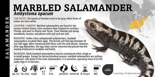 Ambystoma opacum 'Marbled Salamander'