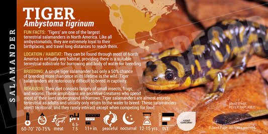 Ambystoma tigrinum 'Tiger Salamander'